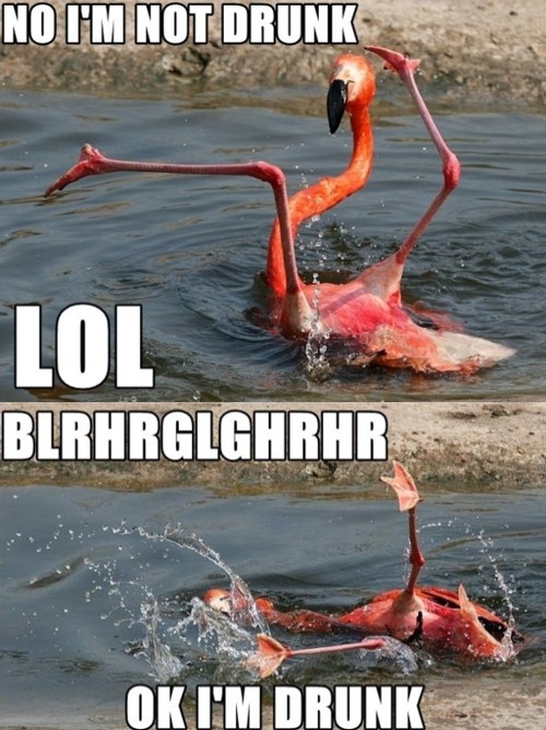 hornoxe.com_picdump256_037