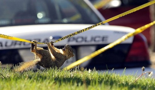 hornoxe.com_picdump256_107