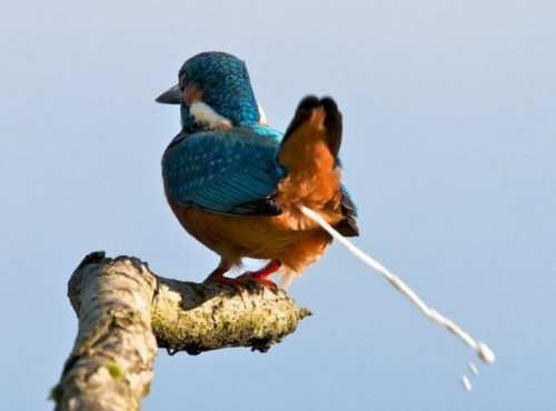 hornoxe.com_picdump257_077