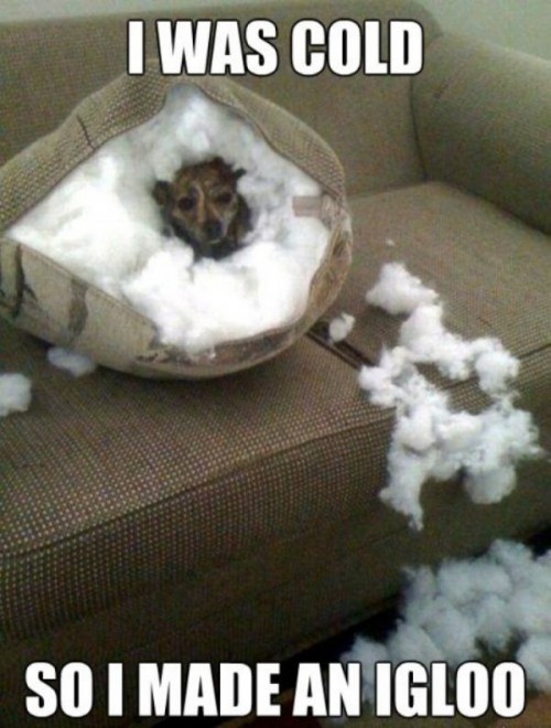 hornoxe.com_picdump258_020