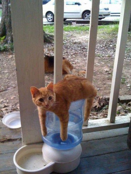 hornoxe.com_picdump258_054