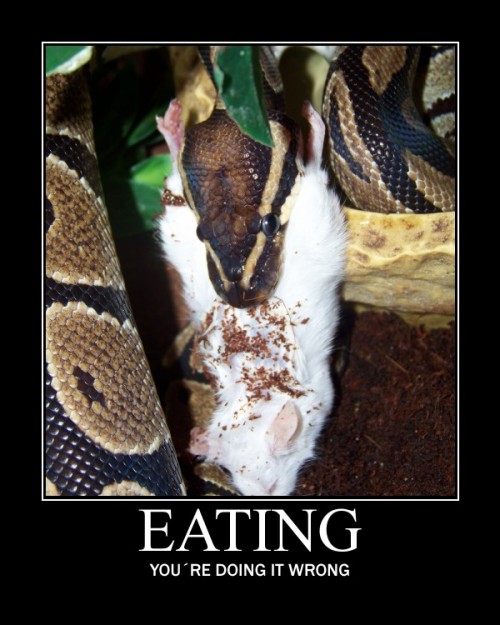 hornoxe.com_picdump258_113