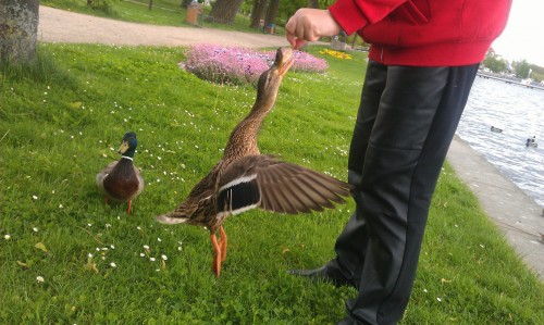 hornoxe.com_picdump259_029