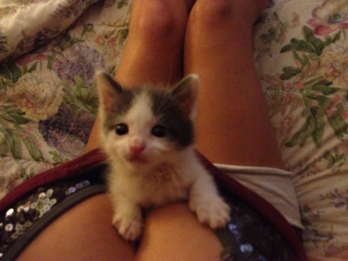 hornoxe.com_picdump259_068