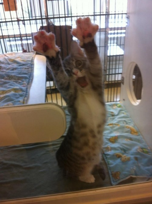 hornoxe.com_picdump259_070