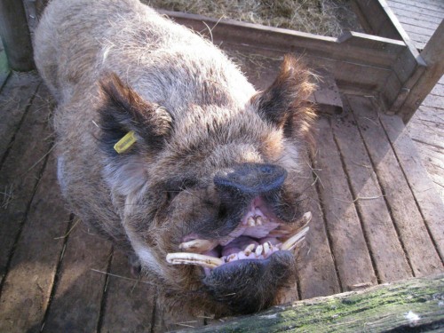 hornoxe.com_picdump261_054