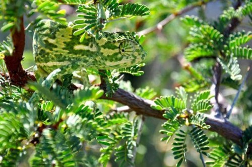 hornoxe.com_picdump261_119