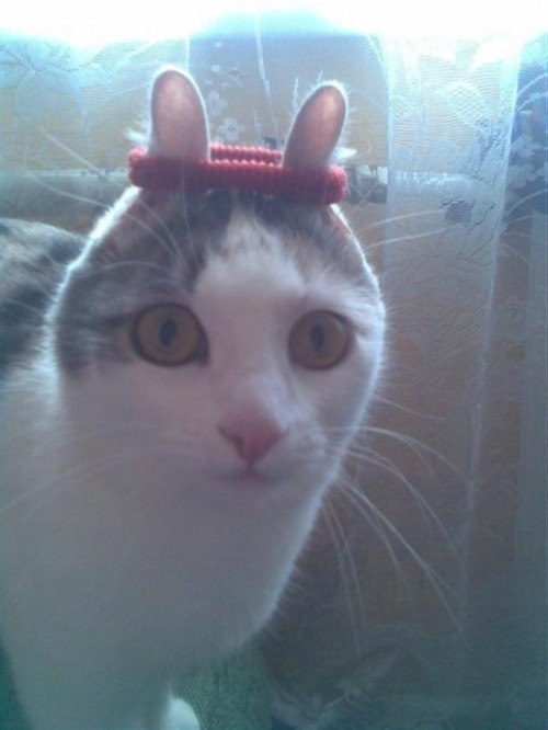 hornoxe.com_picdump262_042