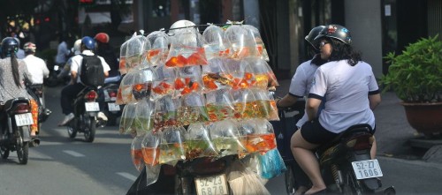 hornoxe.com_picdump262_085