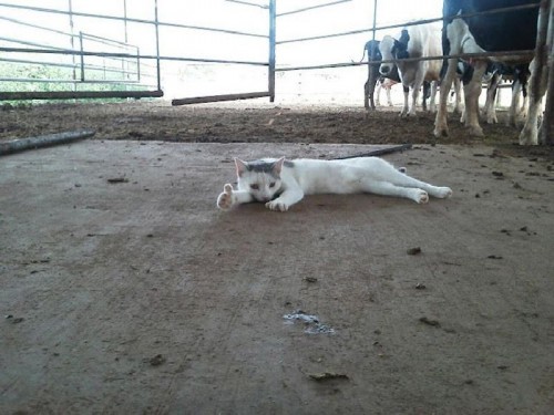 hornoxe.com_picdump262_089