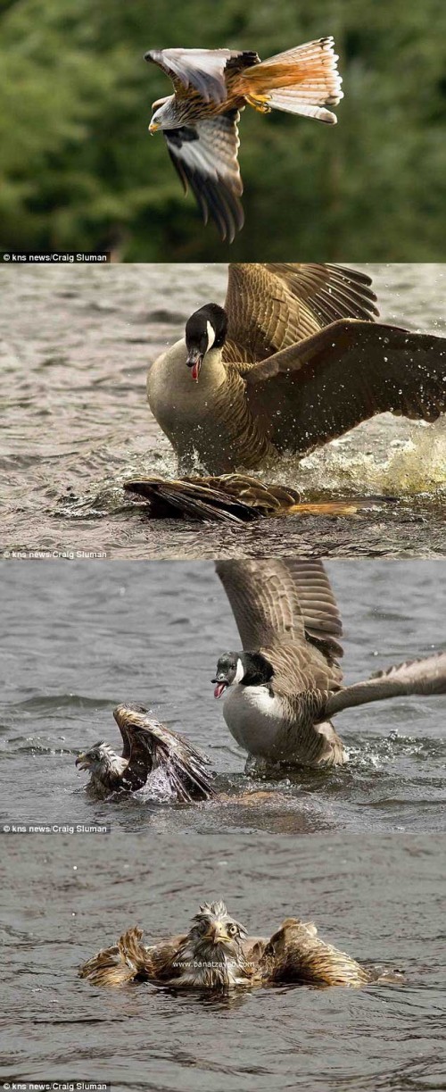 hornoxe.com_picdump263_038