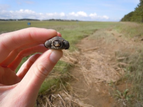 hornoxe.com_picdump263_098