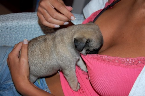 PUBLISHED by catsmob.com