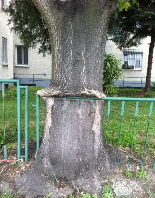 PUBLISHED by catsmob.com