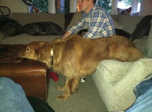 PUBLISHED by catsmob.com