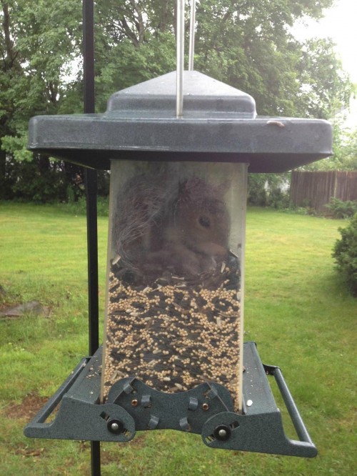 hornoxe.com_picdump263_150