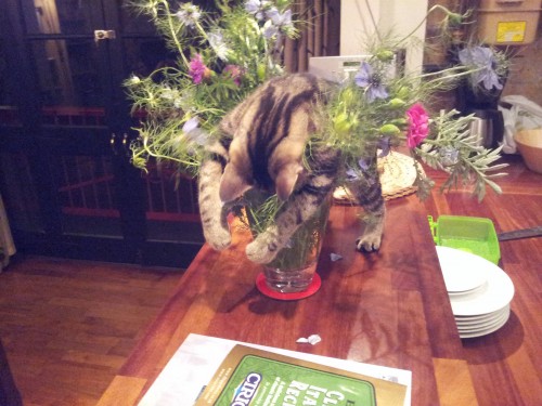 hornoxe.com_picdump264_021