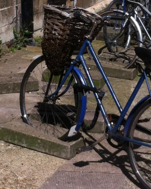 hornoxe.com_picdump264_055