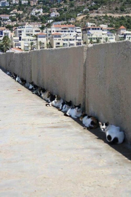 hornoxe.com_picdump264_099