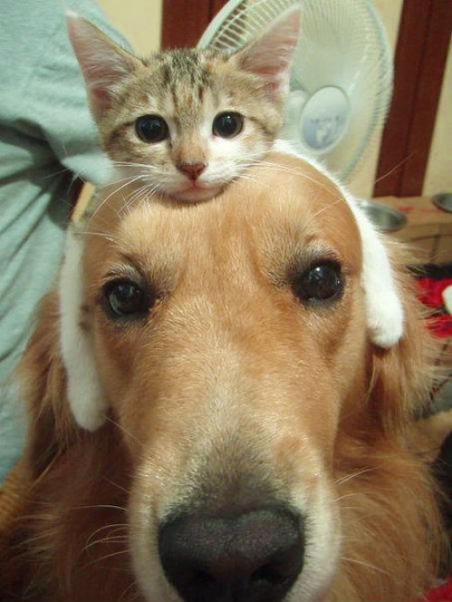 hornoxe.com_picdump265_072