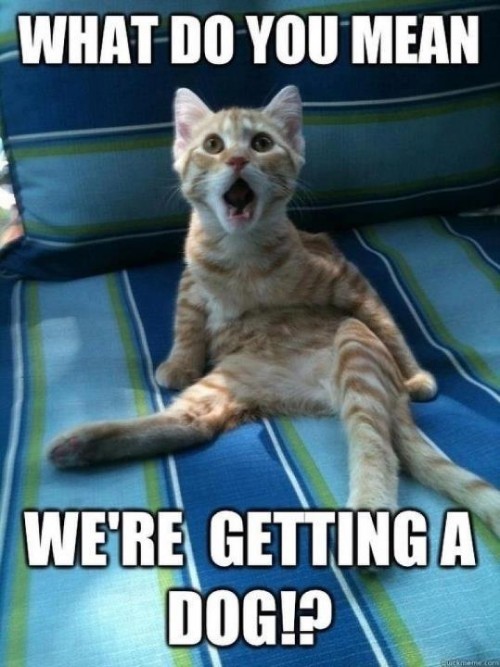 hornoxe.com_picdump265_078