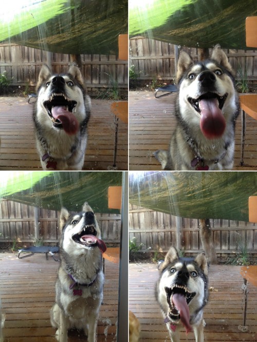 hornoxe.com_picdump265_083