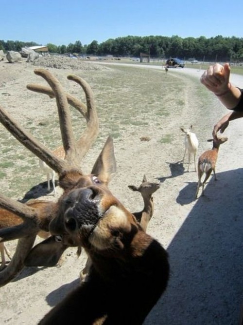 hornoxe.com_picdump266_024