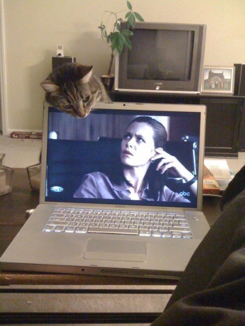 PUBLISHED by catsmob.com