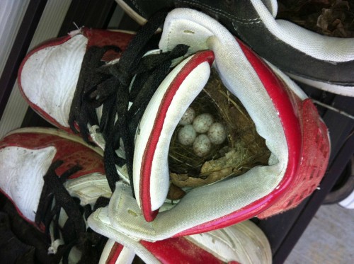 hornoxe.com_picdump266_105