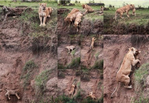 PUBLISHED by catsmob.com