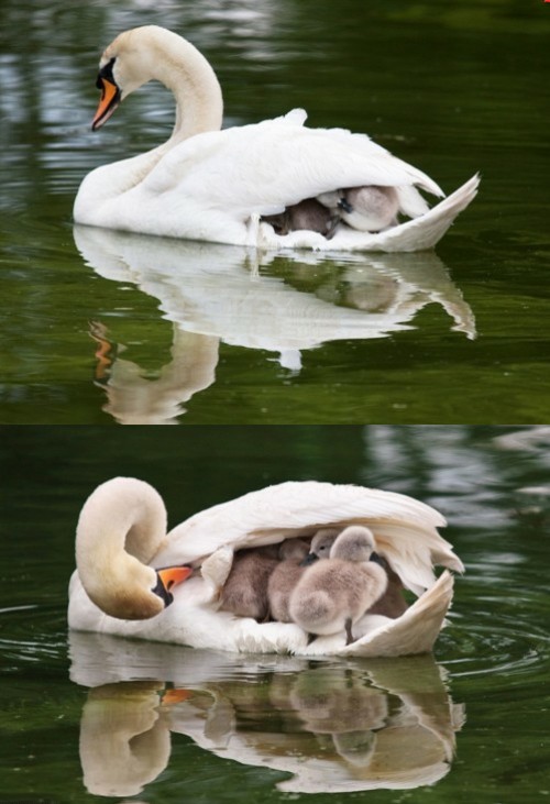 hornoxe.com_picdump267_005