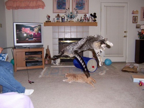 PUBLISHED by catsmob.com