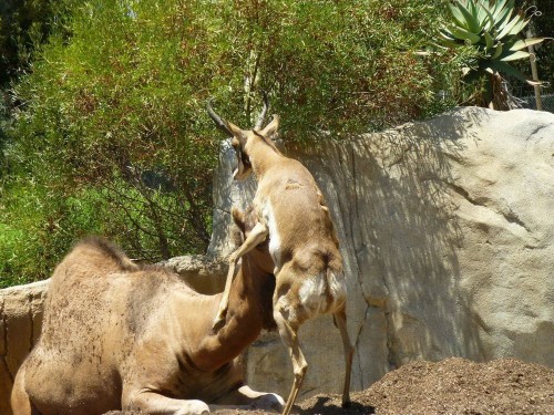 PUBLISHED by catsmob.com