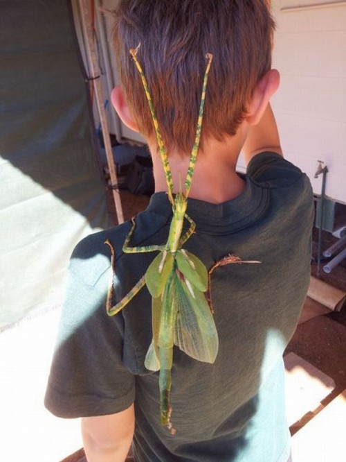 PUBLISHED by catsmob.com