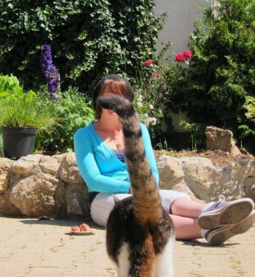 PUBLISHED by catsmob.com