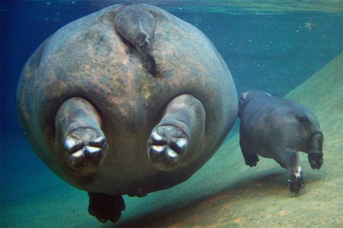 hornoxe.com_picdump269_034