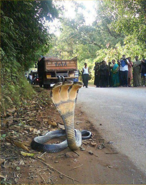 hornoxe.com_picdump270_031