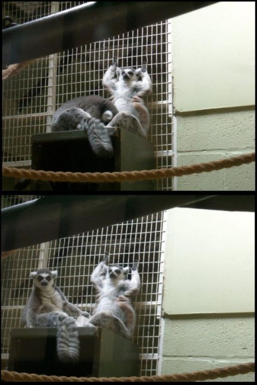 Catsmob.com - The coolest pics on the net!