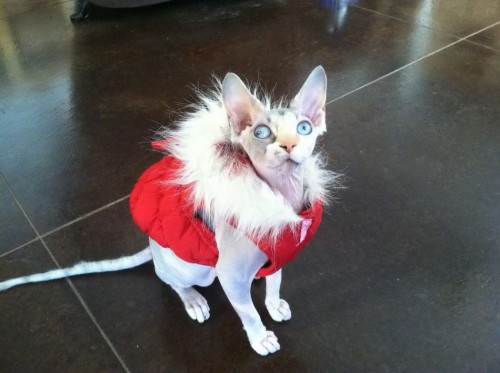 Catsmob.com - The coolest pics on the net!