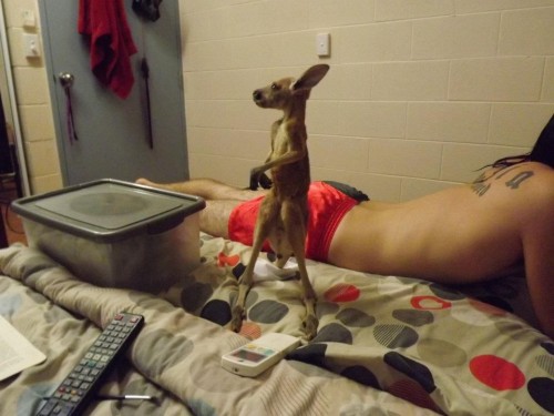 hornoxe.com_picdump270_129