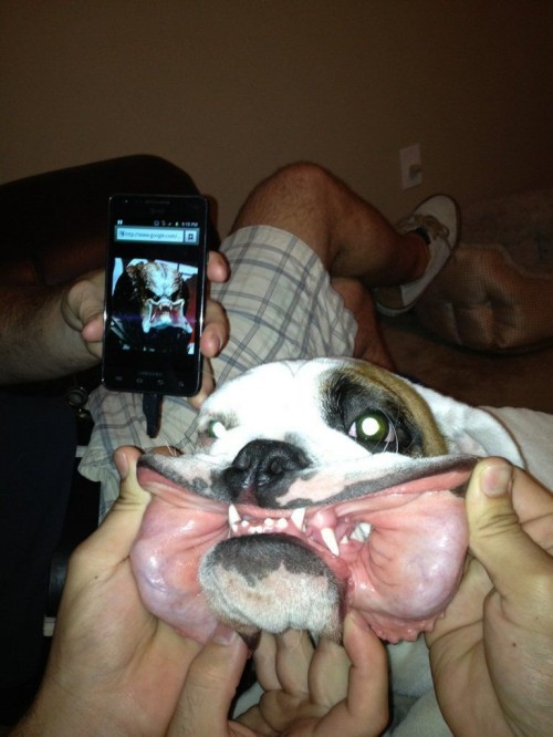 hornoxe.com_picdump271_043