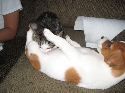 Catsmob.com - The coolest pics on the net!