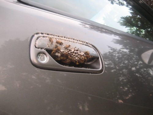 hornoxe.com_picdump271_075