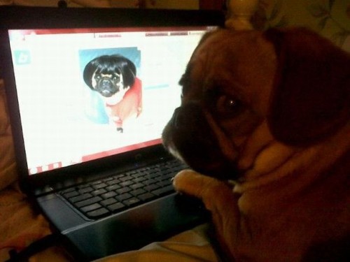 Catsmob.com - The coolest pics on the net!