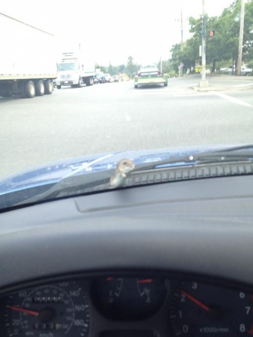 hornoxe.com_picdump271_116