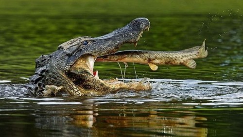 hornoxe.com_picdump272_060