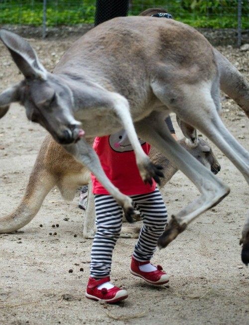 hornoxe.com_picdump272_086