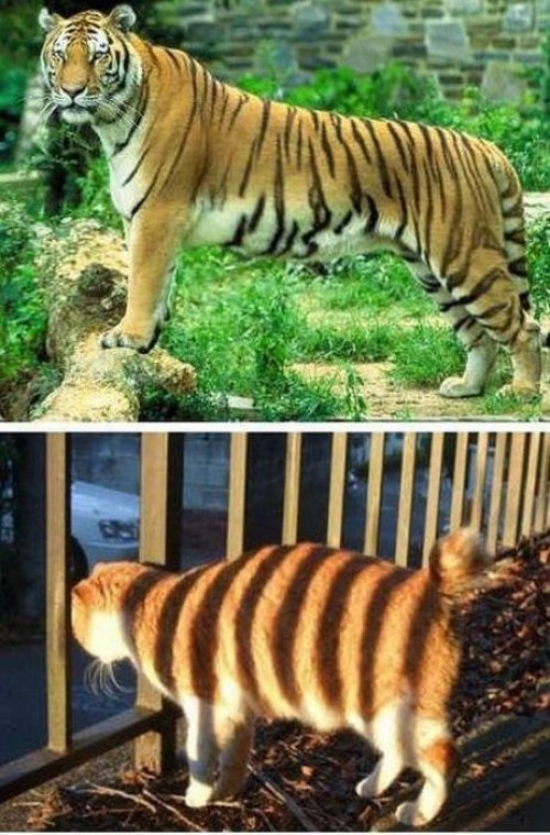 hornoxe.com_picdump272_145