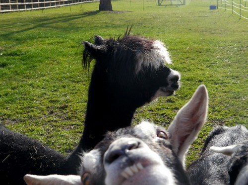 hornoxe.com_picdump273_015