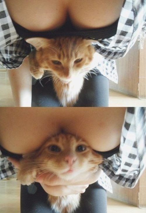 Catsmob.com - The coolest pics on the net!